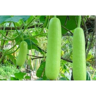 Cây Giống Bầu dài F1 , có bầu đất