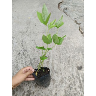 Bầu dây đậu bún ( đậu đũa), bầu 2 dây