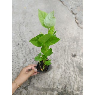 Bầu dây đậu bún ( đậu đũa), bầu 2 dây
