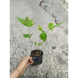 Bầu dây đậu bún ( đậu đũa), bầu 2 dây