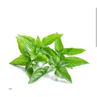Chậu cây é trắng ,rau thơm nhiều công dụng