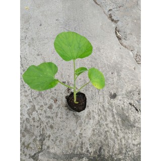 Cây Giống Bầu dài F1 , có bầu đất