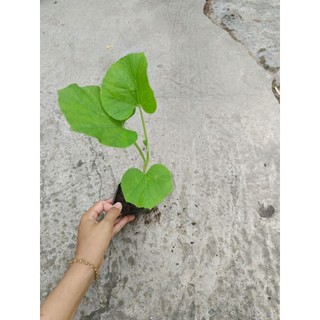 Cây Giống Bầu dài F1 , có bầu đất