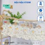 Set 2/3 bộ cộc kem cài vai thun lạnh petit mềm mịn cho bé trai bé gái size 4-14 kg DK-CV08 Đậu Đậu Store