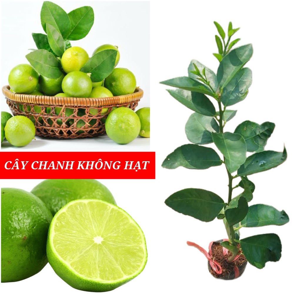 CÂY CHANH KHÔNG HẠT ( cây chiết ) | Shopee Việt Nam