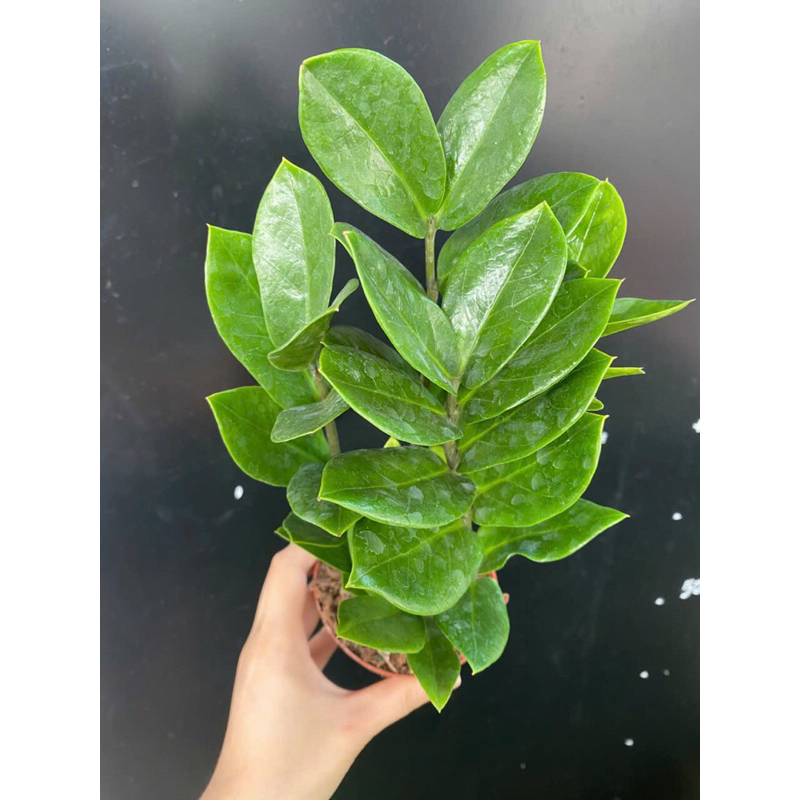 Cây kim tiền tài lộc,cây to 40cm,ship hoả tốc.