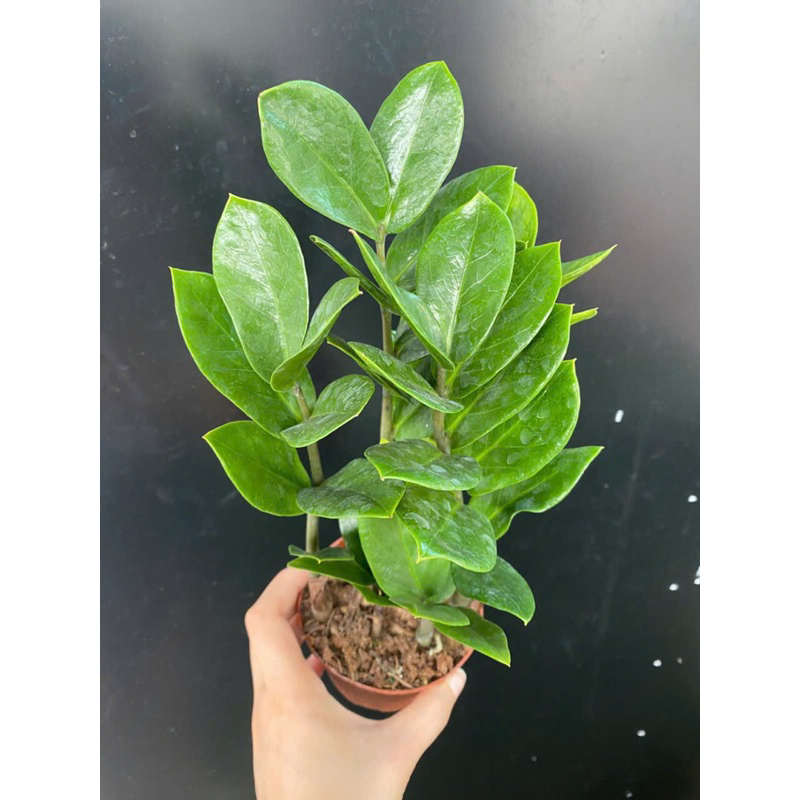 Cây kim tiền tài lộc,cây to 40cm,ship hoả tốc.