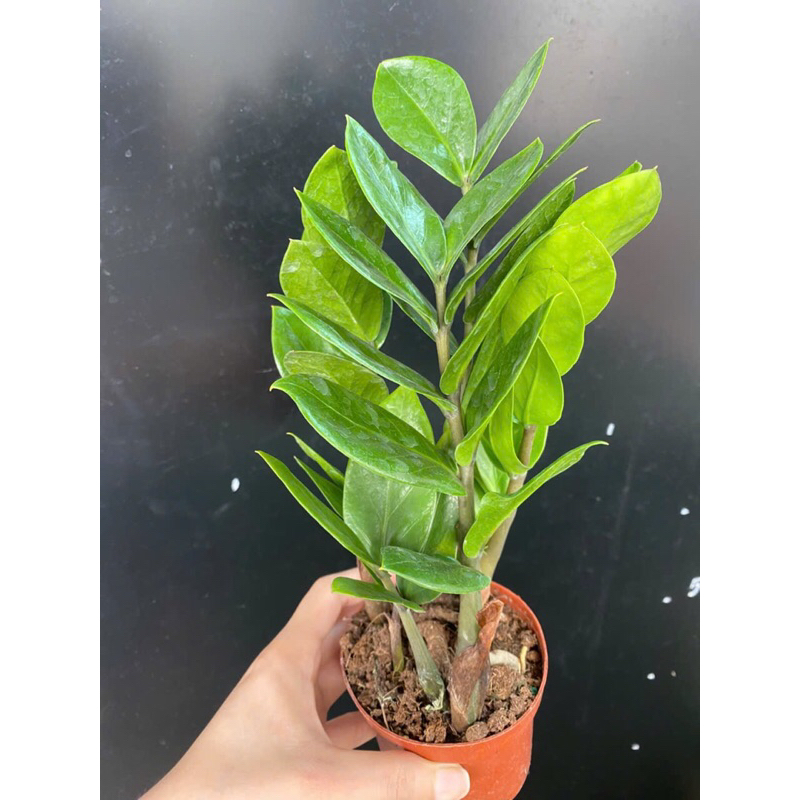 Cây kim tiền tài lộc,cây to 40cm,ship hoả tốc.