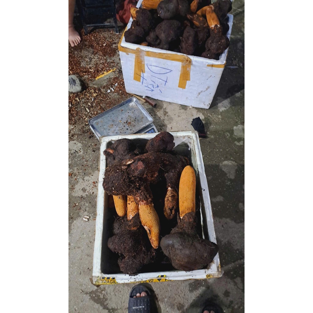 1kg Nấm Tích dương To loại 1 giúp bổ thận tráng dương, tăng cường sinh lý