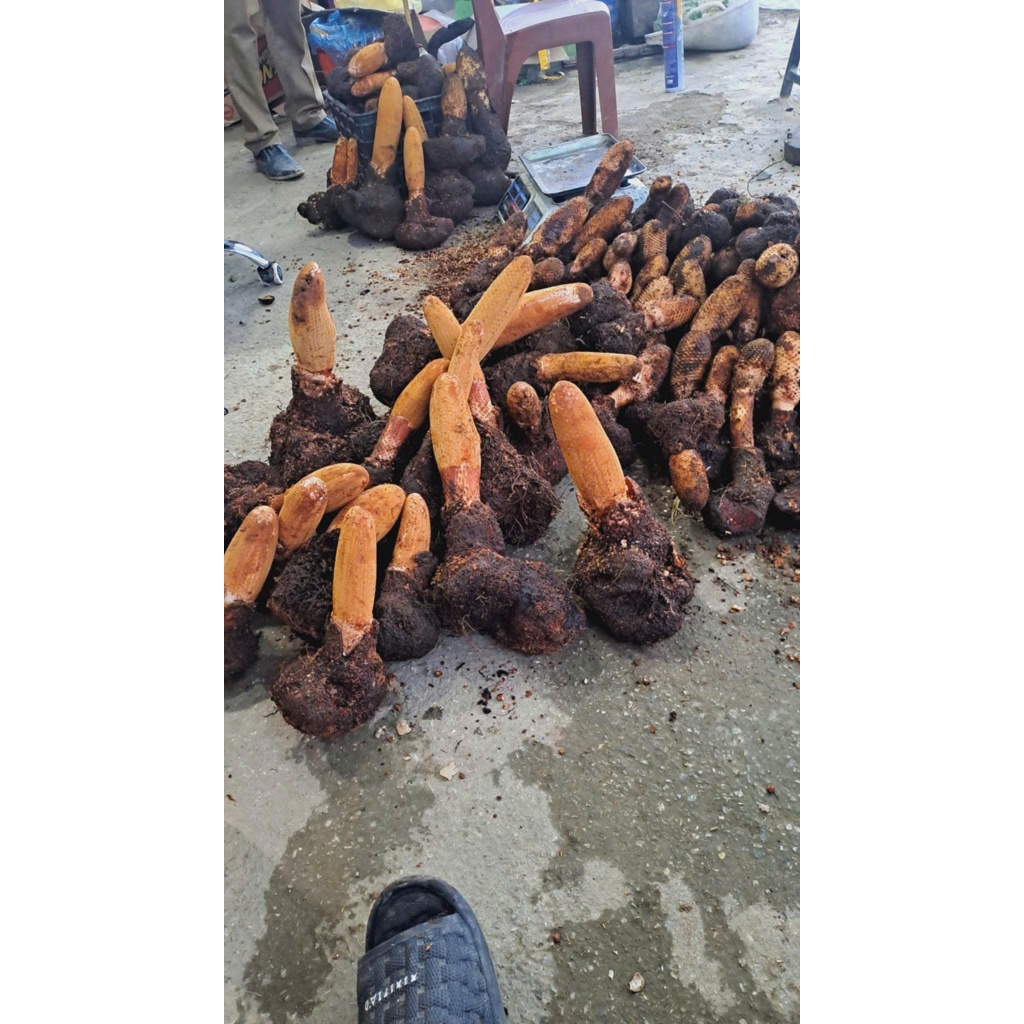 1kg Nấm Tích dương To loại 1 giúp bổ thận tráng dương, tăng cường sinh lý
