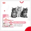 Thức Ăn Hạt Royal Canin Indoor 27, Kitten, Fit32, British Shorthair Cho Mèo