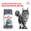 Thức Ăn Hạt Royal Canin Indoor 27, Kitten, Fit32, British Shorthair Cho Mèo