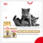 Thức Ăn Hạt Royal Canin Indoor 27, Kitten, Fit32, British Shorthair Cho Mèo