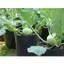 Gói 2gr Hạt Giống Su Hào AMORI TN266, Trồng Quanh Năm, Hạt Nảy Mầm Nhanh, Mạnh, Rau Ăn Quả Cty Trang Nông Nổi Tiếng