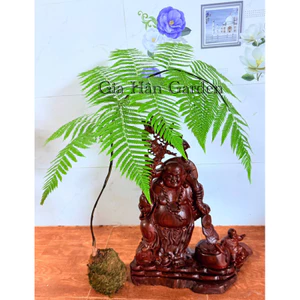 củ dương xỉ culi siêu to chuẩn lông vàng , trồng trong nhà không cần ánh nắng