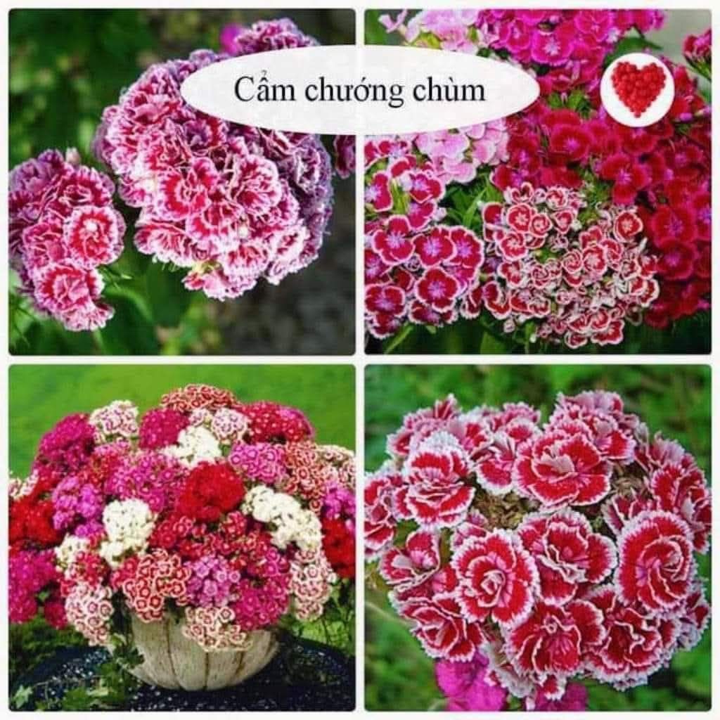 200 Hạt Giống Hoa Cẩm Chướng Chùm Siêu Bông Nhiều Màu Cực Đẹp
