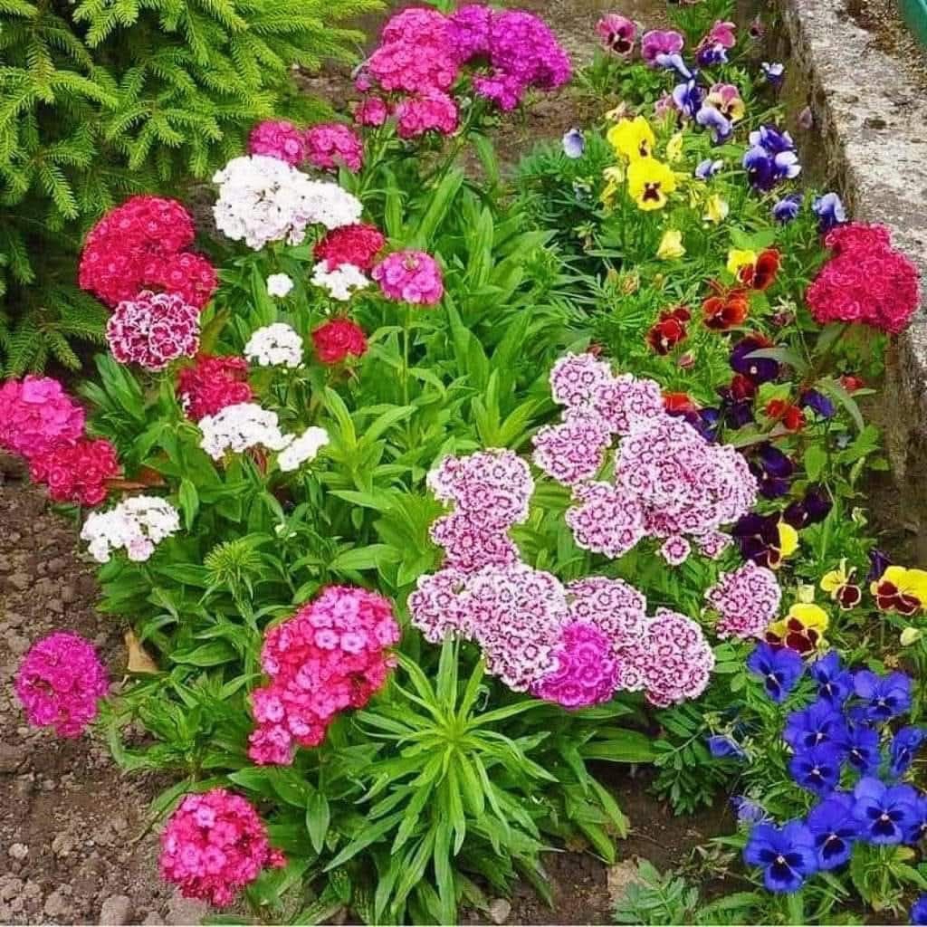 200 Hạt Giống Hoa Cẩm Chướng Chùm Siêu Bông Nhiều Màu Cực Đẹp