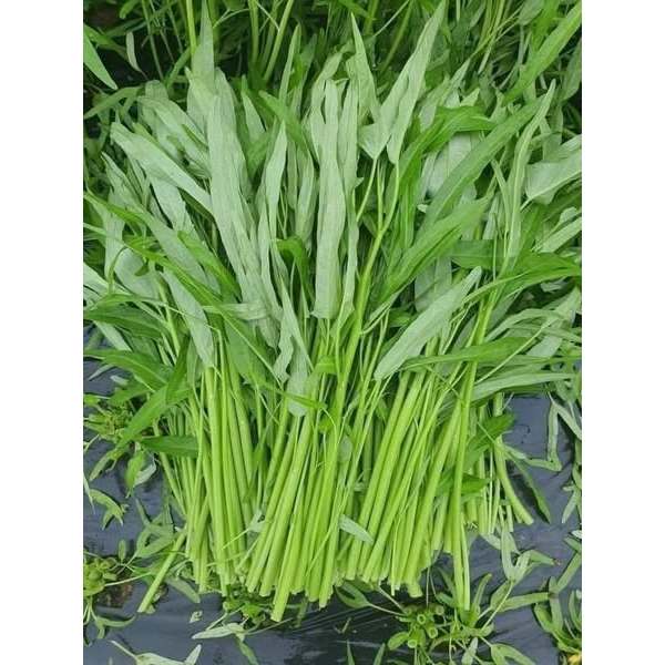 HẠT GIỐNG RAU MUỐNG LÁ TRE RADO 12 ( gói 100gr) - CHÍNH HÃNG TRANG NÔNG ( DATE LUÔN MỚI NHẤT)