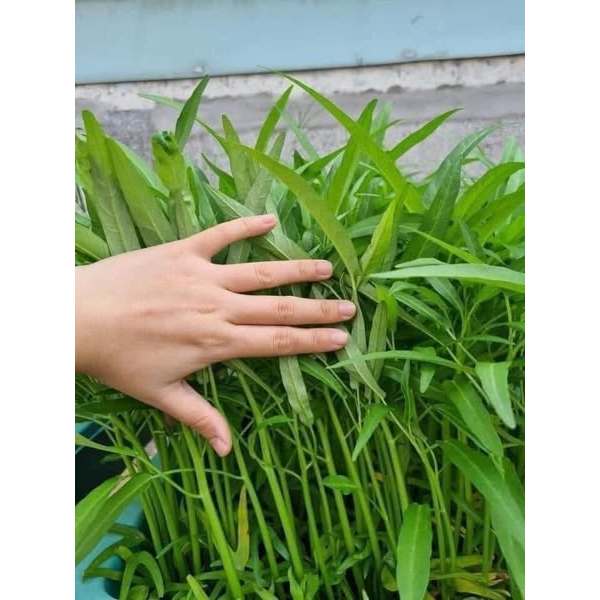 HẠT GIỐNG RAU MUỐNG LÁ TRE RADO 12 ( gói 100gr) - CHÍNH HÃNG TRANG NÔNG ( DATE LUÔN MỚI NHẤT)