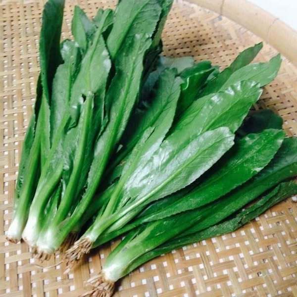 HẠT GIỐNG NGÒ GAI ( MÙI TÀU) TN 22 - CHÍNH HÃNG TRANG NÔNG (DATE LUÔN MỚI NHẤT)