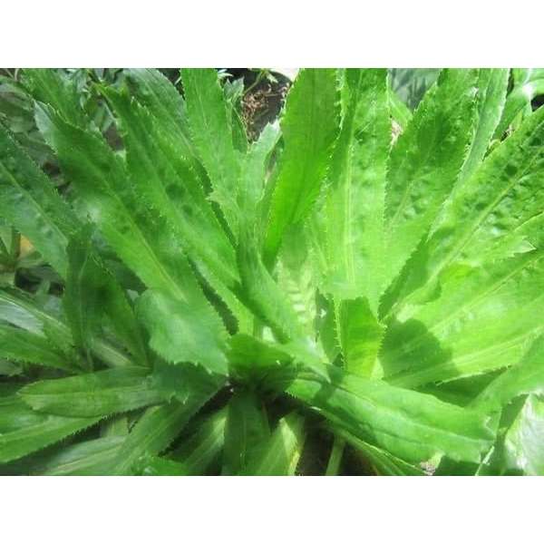 HẠT GIỐNG NGÒ GAI ( MÙI TÀU) TN 22 - CHÍNH HÃNG TRANG NÔNG (DATE LUÔN MỚI NHẤT)