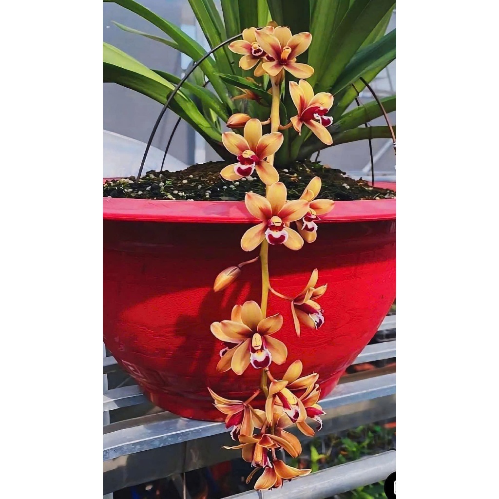 Lan Kiếm Tiên Vũ Mai Hoa