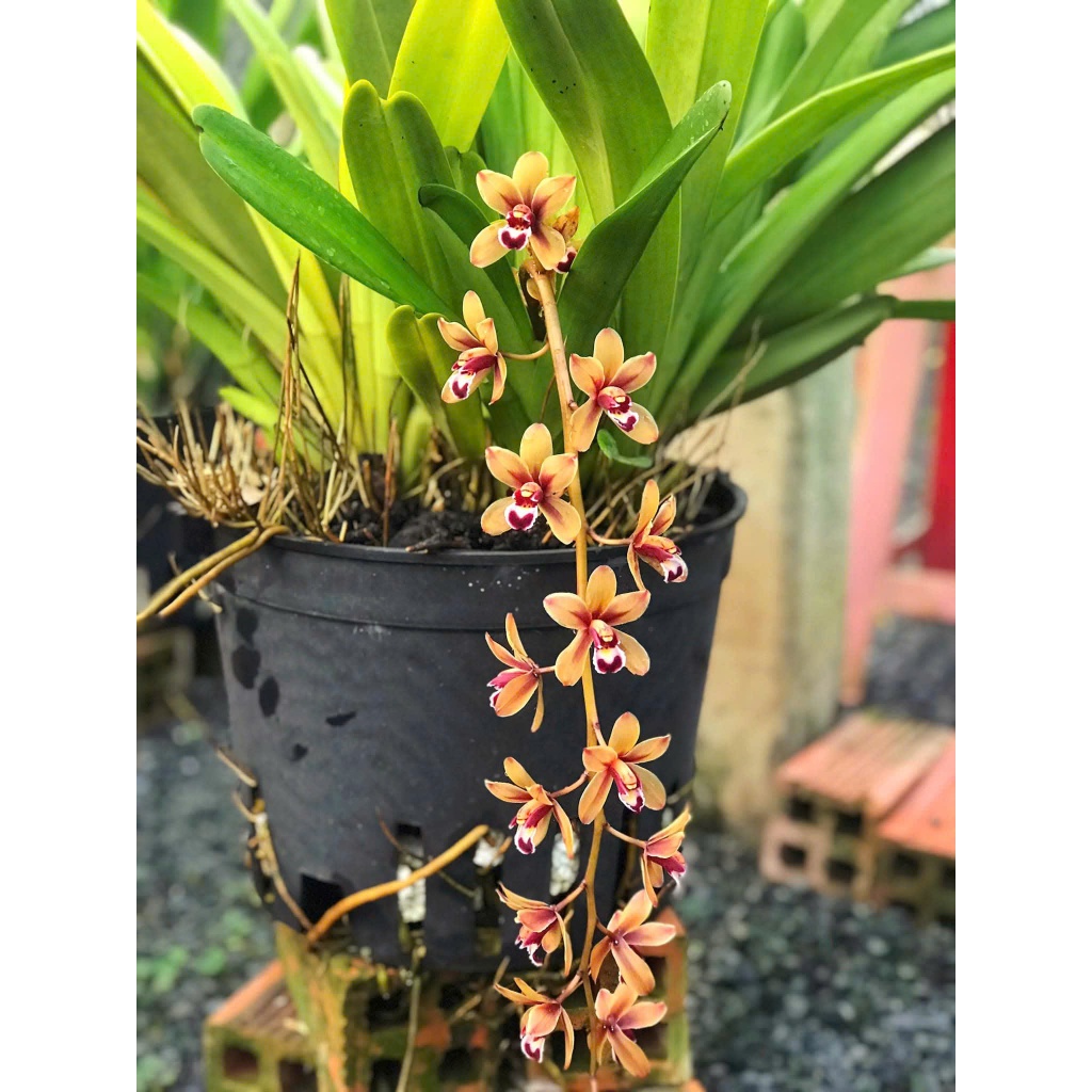 Lan Kiếm Tiên Vũ Mai Hoa