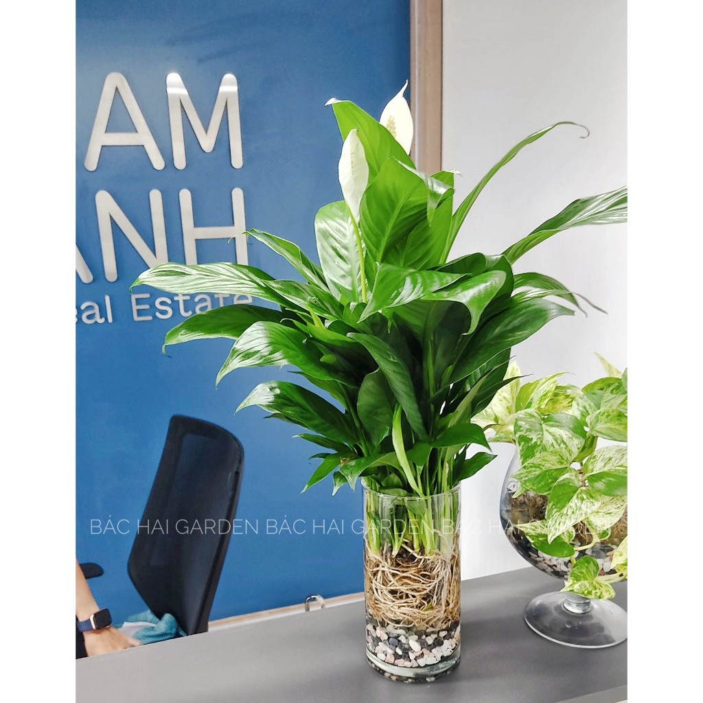 Lan ý thủy sinh chậu thủy tinh cao cấp trang trí nội ngoại thất văn phòng, nhà ở- Vườn cây nội ngoại thất Bác Hai Garden