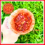 Mắm Tôm Chua Riềng, Mắm Tôm Chua Huế Cô Ti Hộp Lớn 500g, Đặc Sản Huế Danh Tiếng, Thơm Ngon Chuẩn Vị