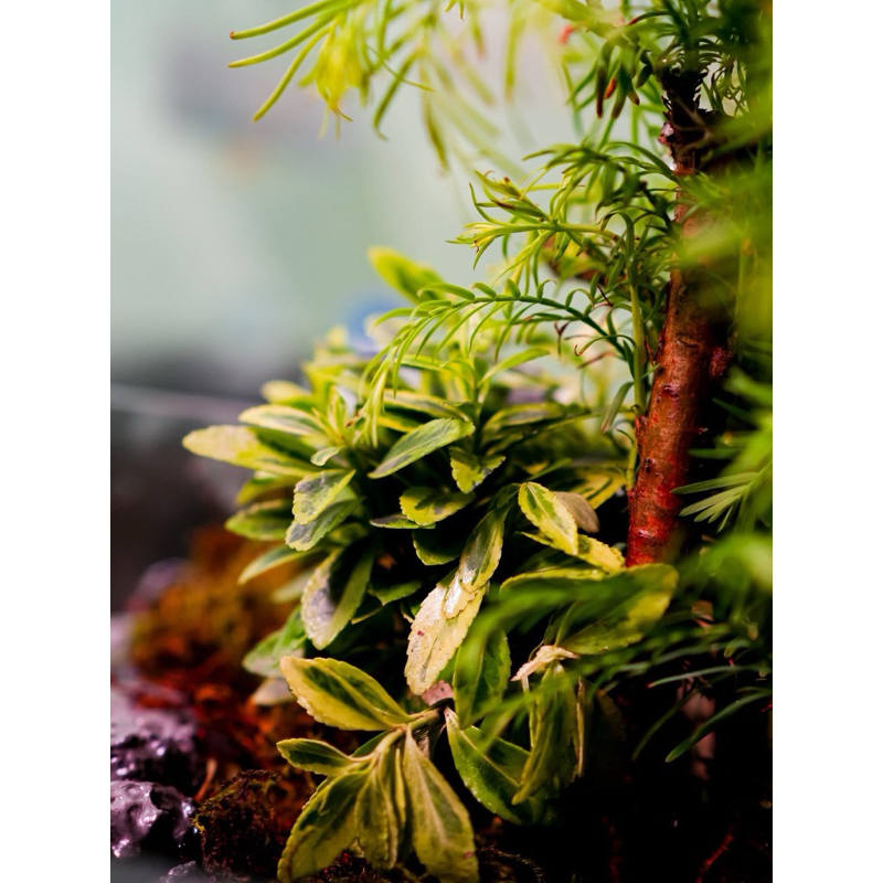 Cây Hoàng Kim, cây Đông Thanh Vệ Mâu Setup Terrarium