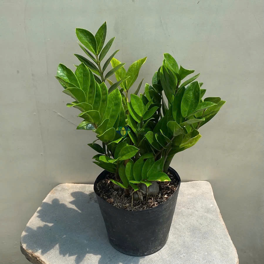 Cây Kim Tiền, Kim Phát Tài, cây Kim tiền cây nội thất, cây quà tặng, trang trí, cây dễ chăm sóc | Shopee Việt Nam