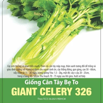Hạt giống Cần Tây Bẹ To Giant Celery 326 (5g~4000 hạt) ép nước, dễ chăm sóc, sinh trưởng khỏe - Hạt giống Rạng Đông