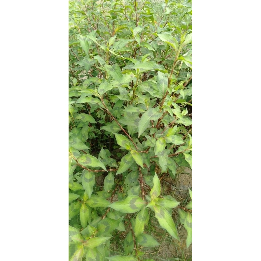 1LIỆU TRÌNH NGHỆ RĂM 3KG
