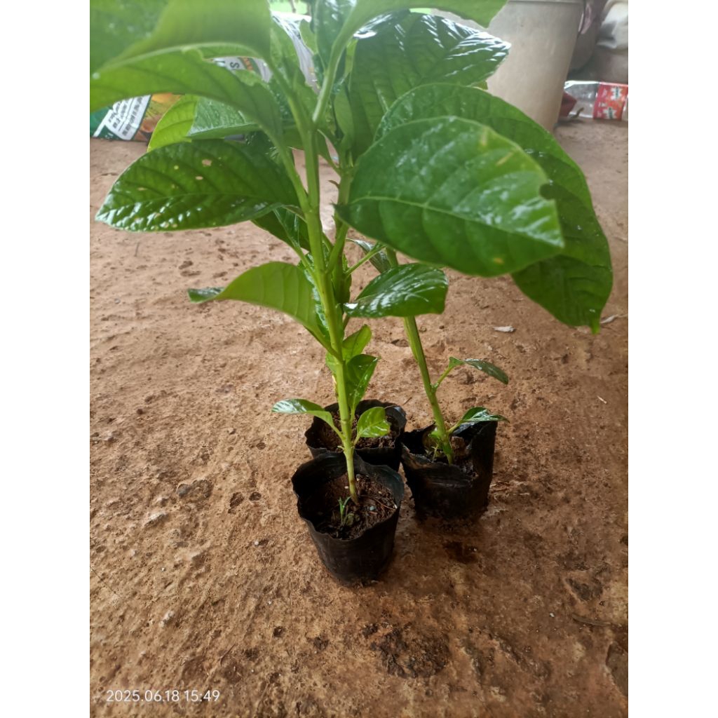 Cây dưa tây cao 10-20cm ươm từ hạt nhanh lớn