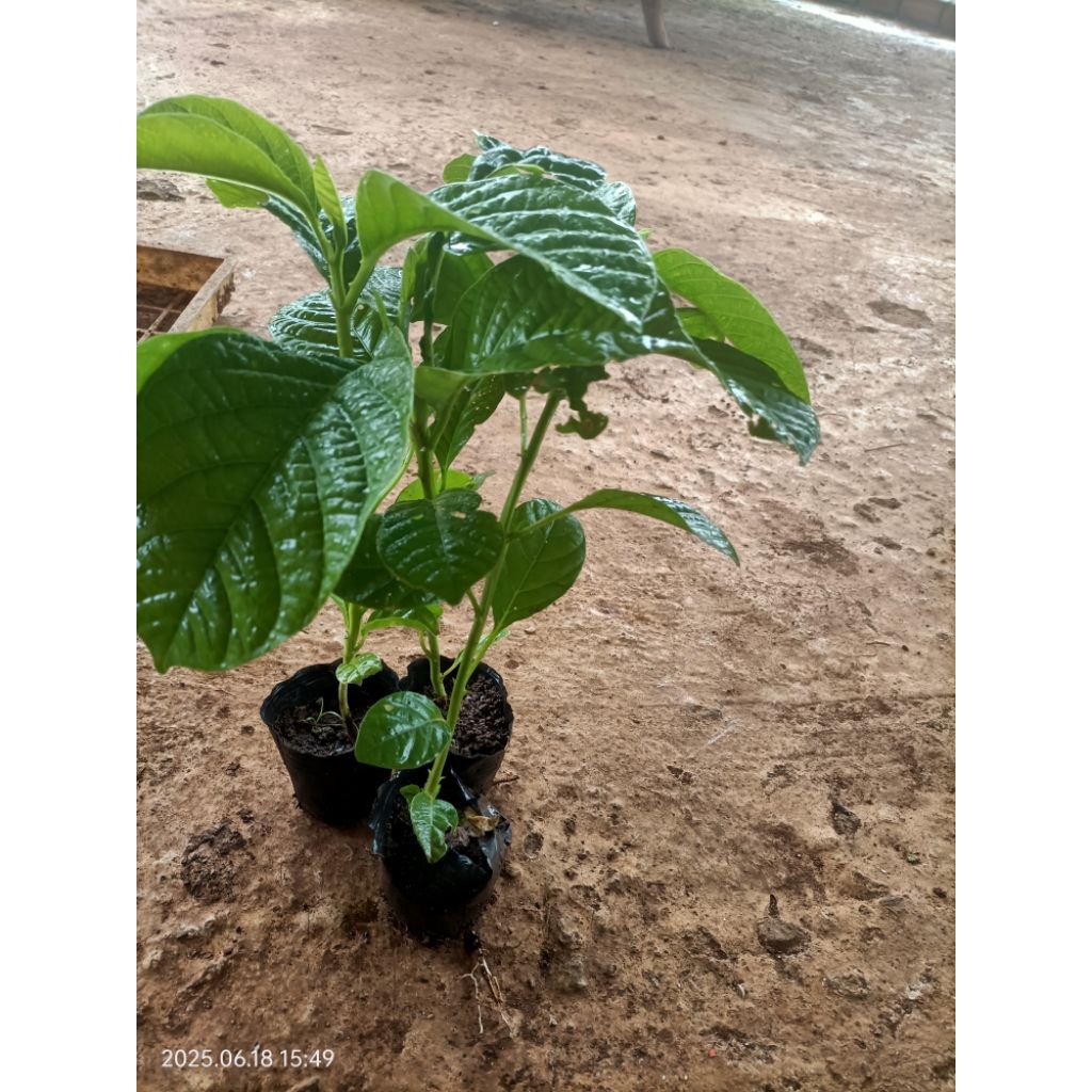 Cây dưa tây cao 10-20cm ươm từ hạt nhanh lớn