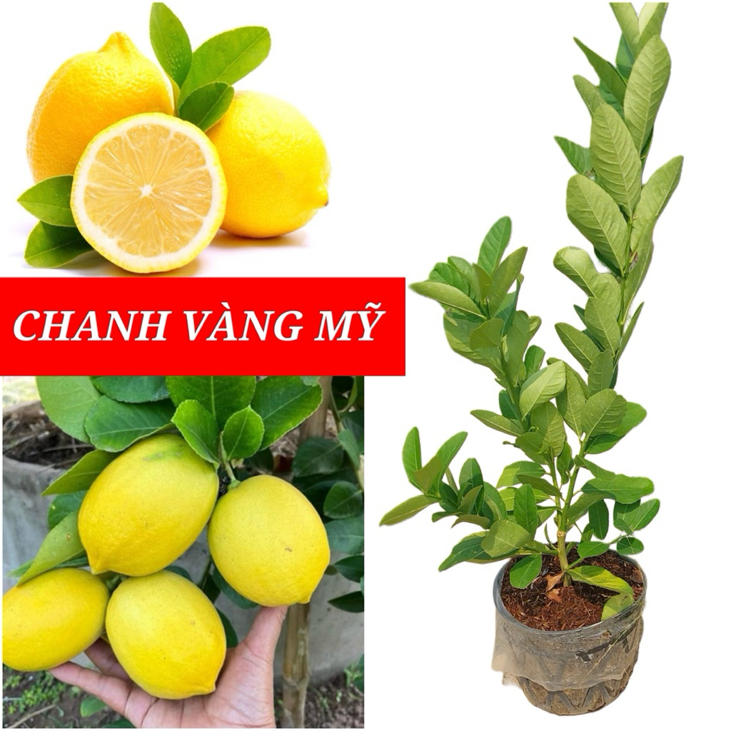 CÂY GIỐNG CHANH VÀNG MỸ - TRÁI TO , KHÔNG HẠT | Shopee Việt Nam