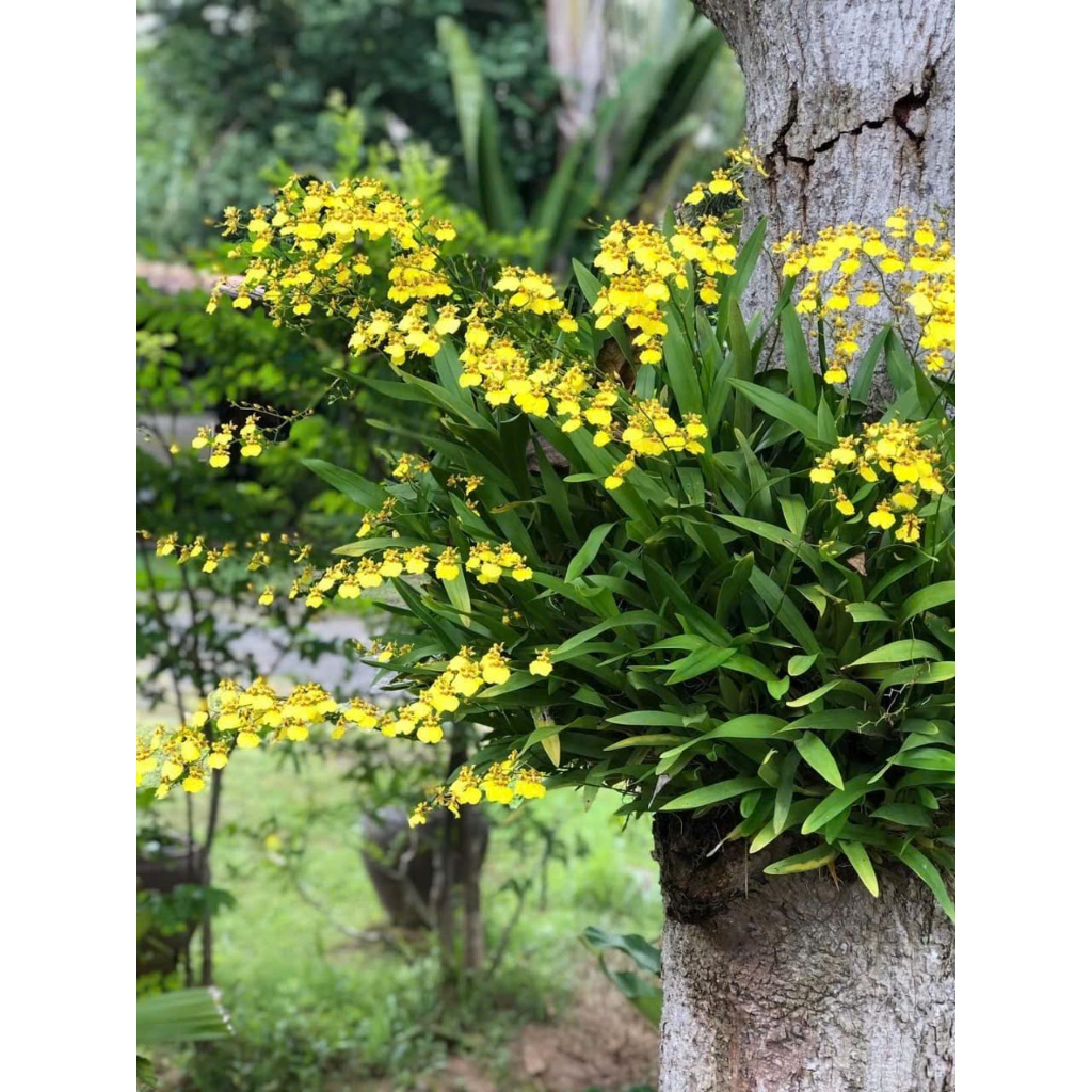 Lan  Vũ Nữ Vàng Siêu Hoa
