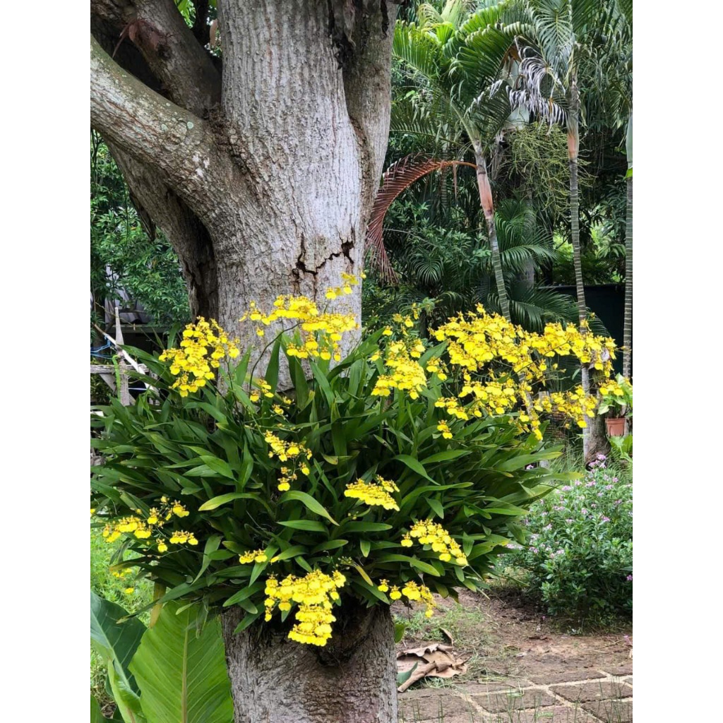 Lan  Vũ Nữ Vàng Siêu Hoa