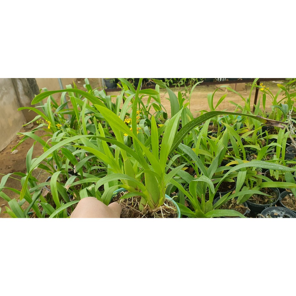 Lan  Vũ Nữ Vàng Siêu Hoa