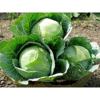 Hạt giống CẢI BĂP XANH F1- gói 1 gam