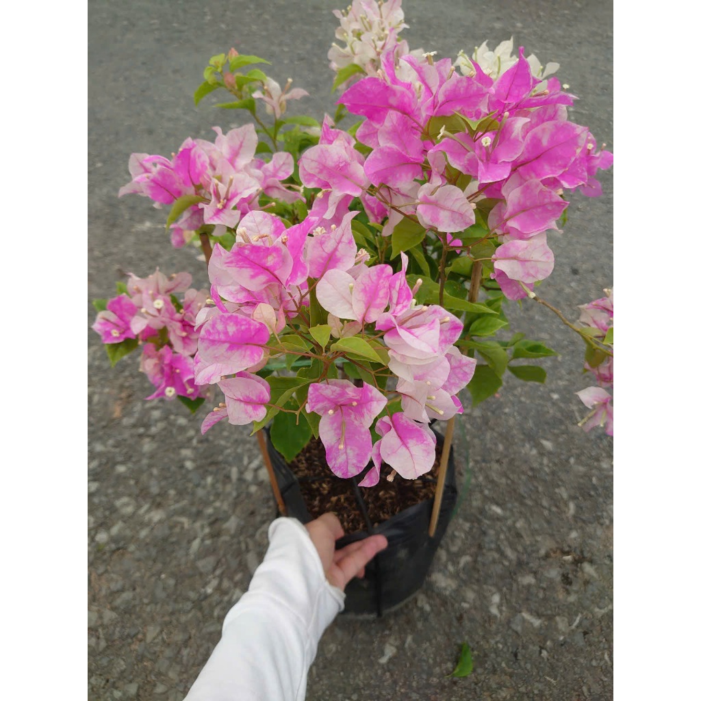 Cây Hoa Giấy Hồng Gân - giống mới màu hồng nhạt đẹp hơn hoa giấy phớt hồng sakura