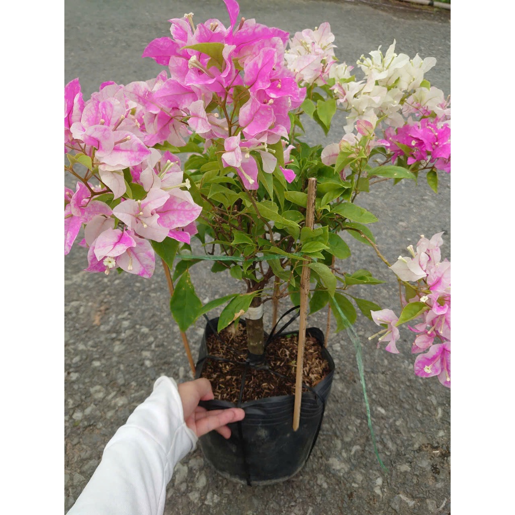 Cây Hoa Giấy Hồng Gân - giống mới màu hồng nhạt đẹp hơn hoa giấy phớt hồng sakura