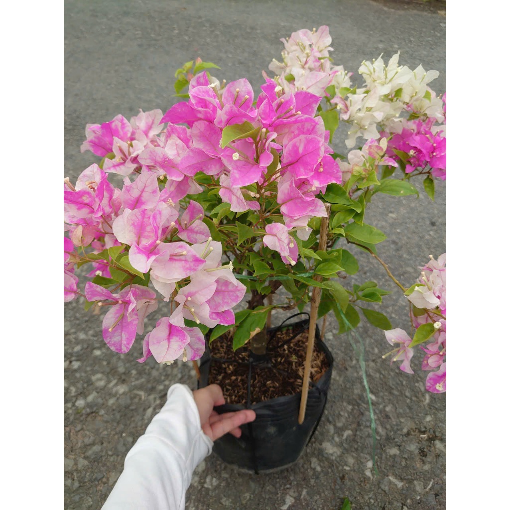 Cây Hoa Giấy Hồng Gân - giống mới màu hồng nhạt đẹp hơn hoa giấy phớt hồng sakura