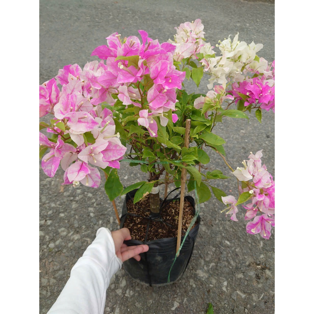 Cây Hoa Giấy Hồng Gân - giống mới màu hồng nhạt đẹp hơn hoa giấy phớt hồng sakura