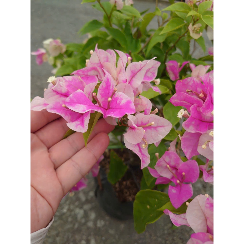 Cây Hoa Giấy Hồng Gân - giống mới màu hồng nhạt đẹp hơn hoa giấy phớt hồng sakura
