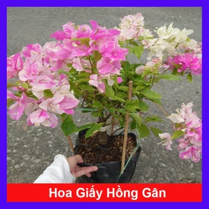 Cây Hoa Giấy Hồng Gân - giống mới màu hồng nhạt đẹp hơn hoa giấy phớt hồng sakura