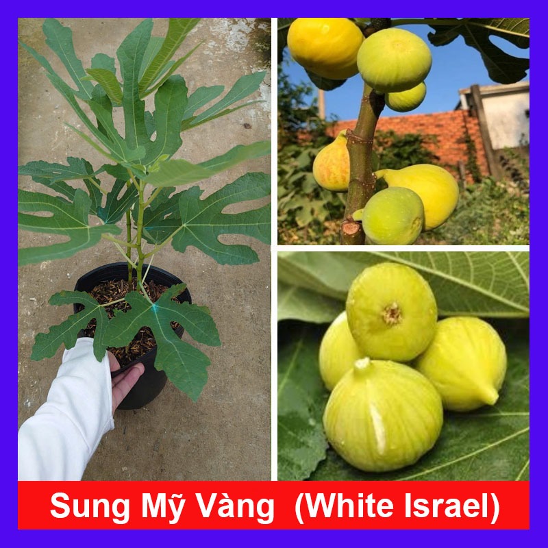 Chậu Cây Sung Mỹ Vàng (White Israel) - cây giống ăn quả - cây chuẩn bị cho quả