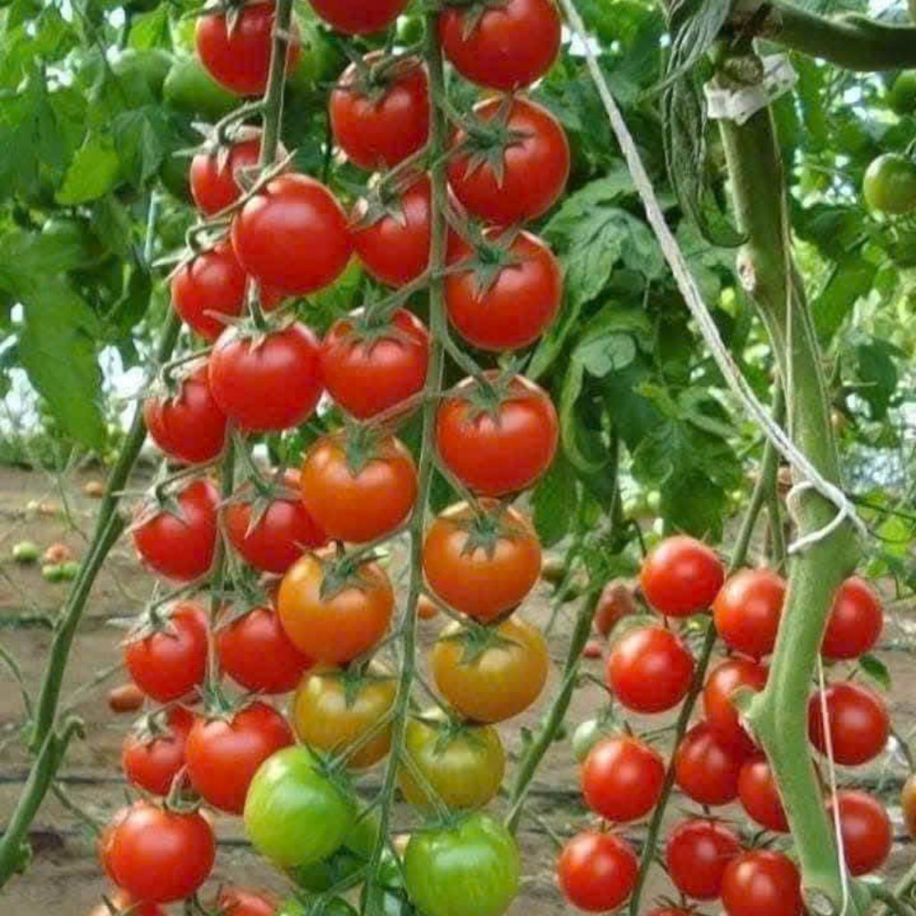 Hạt Giống Cà Chua Bi, Cà Chua cherry, Cà Chua chuỗi ngọc, cà chua đen