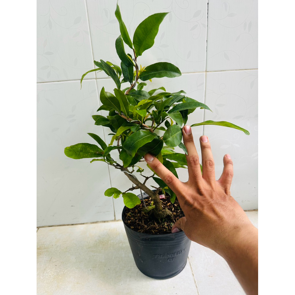 Hoa mai Siêu Bông Sài Gòn_cây ghép chuẩn