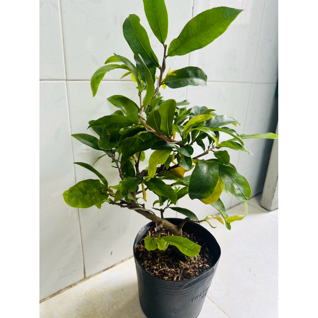 Hoa mai Siêu Bông Sài Gòn_cây ghép chuẩn